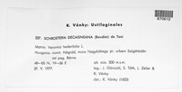 Schroeteria decaisneana image